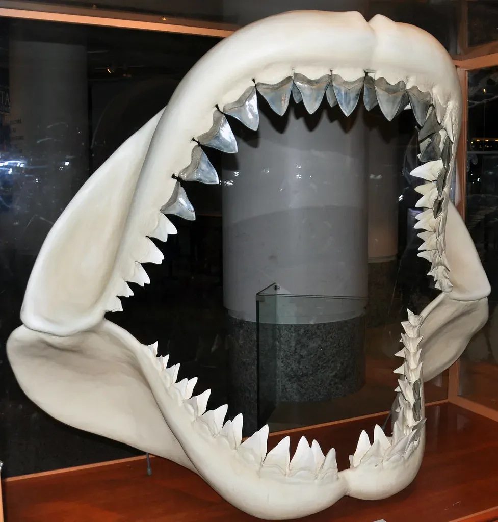 #4 - The Great White Rival Theory: A New Suspect in the Extinction (James St. John, Flickr, CC BY 2.0)