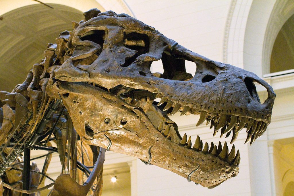 Mountain-Top Tyrannosaur Teeth Discovery (Image Credits: Flickr)