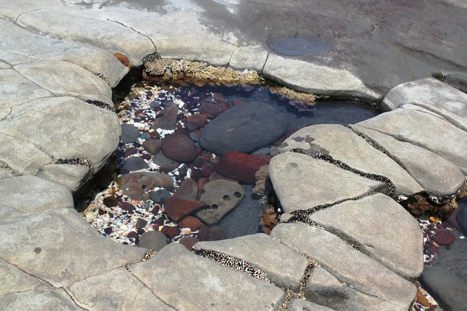 #2 Microenvironments: Different Worlds Just Centimeters Apart (By Avenue, CC BY-SA 3.0)