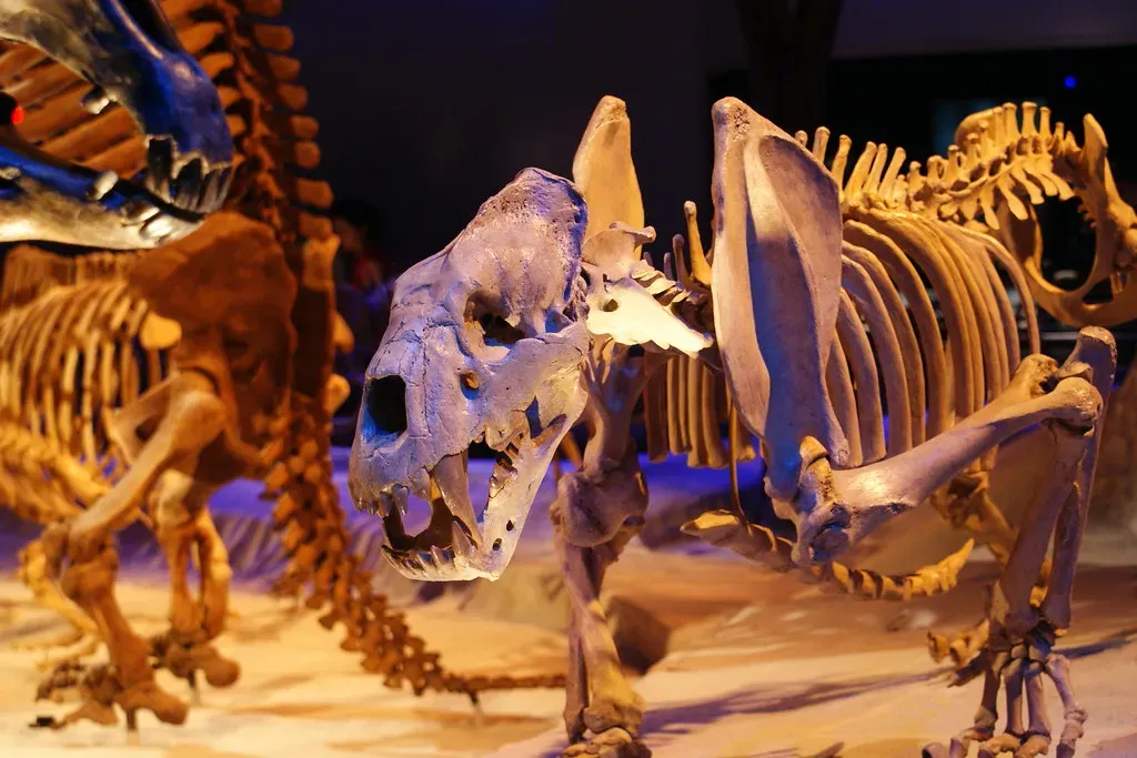 6. The Hyperdisease Theory: Death by Epidemic (Dallas Krentzel, Flickr, CC BY 2.0)