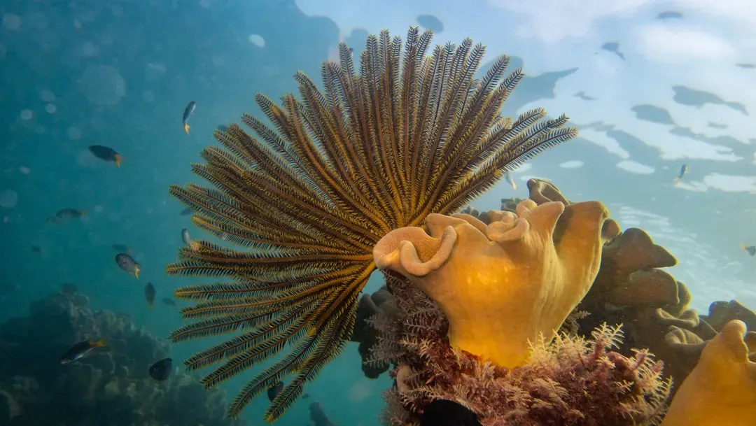6. Crinoids: Feather Stars and Sea Lilies From Primeval Seas (Image Credits: Unsplash)