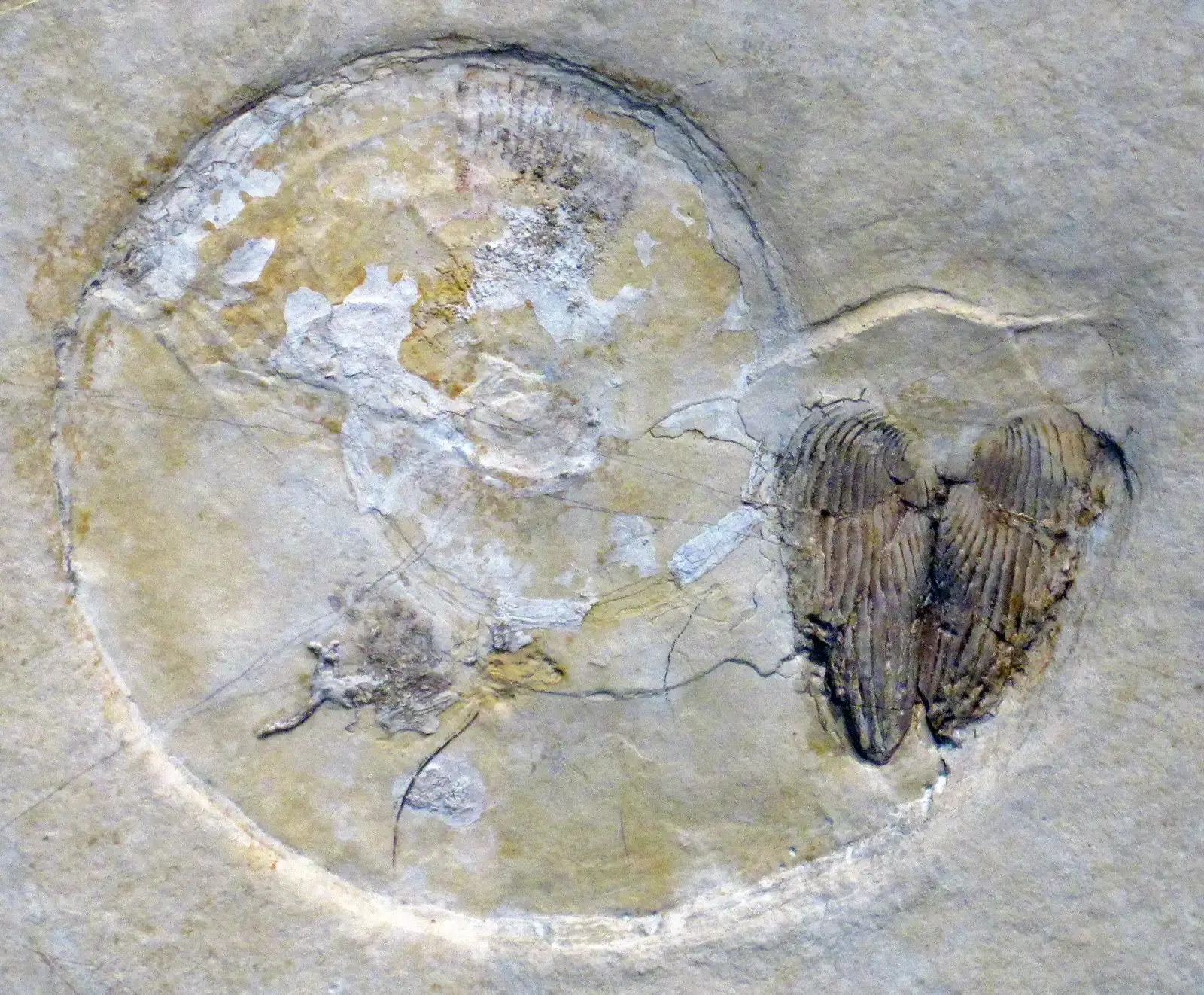 #13 Partial Fossils, Shells, and Traces in the Aggregate (Ammonite fossil with in-situ aptychi (Solnhofen Limestone, Upper Jurassic; Bavaria, Germany) 1, CC BY 2.0)