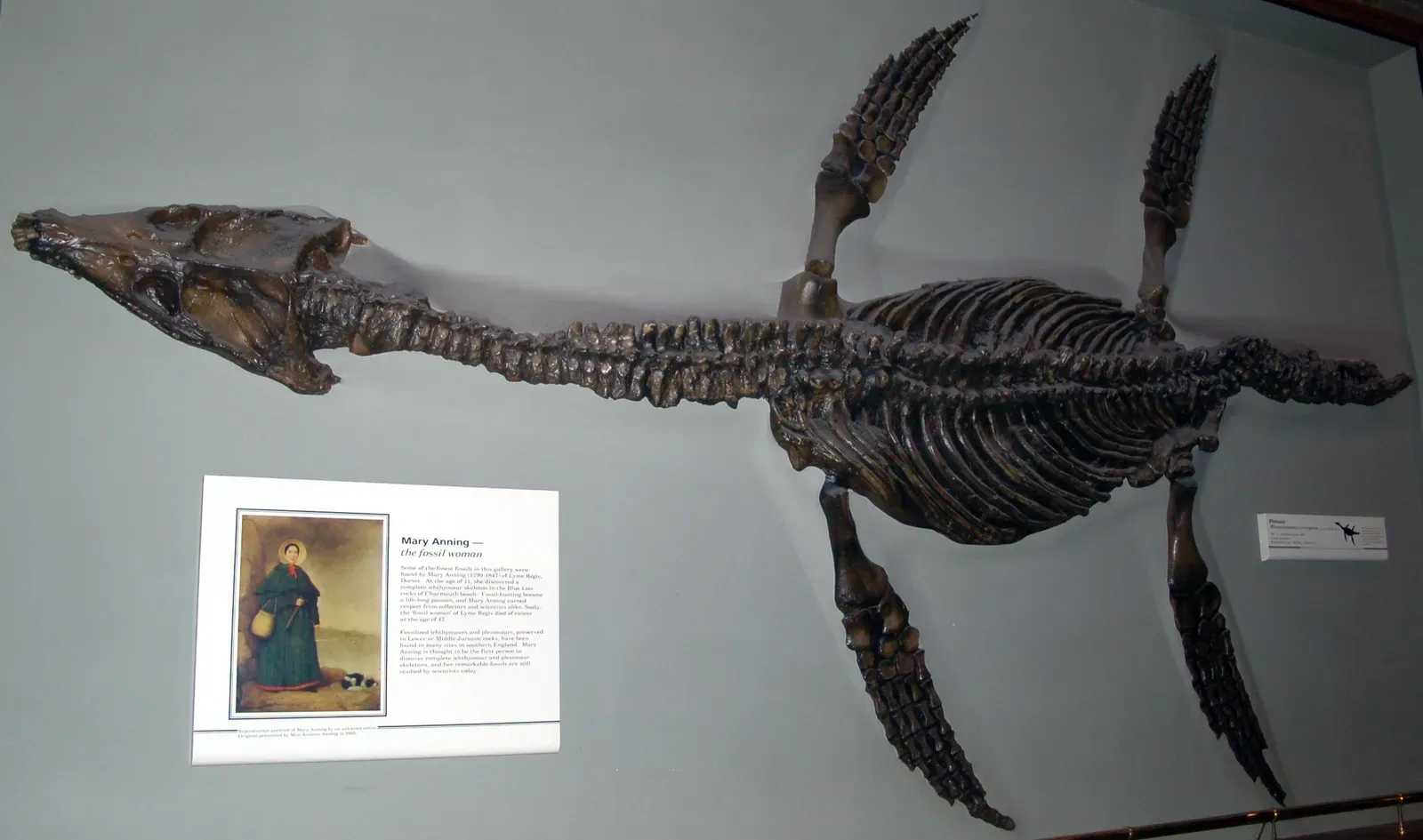 Mary Anning’s Sea Monsters on the English Cliffs (Natural History Museum, CC BY 2.0)