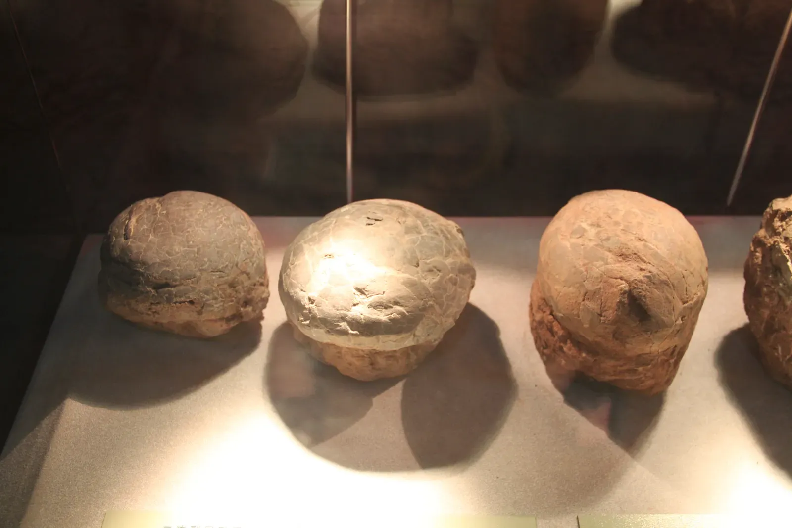 The Moment Science First Recognized a Dinosaur Egg (By Gary Todd, CC0)