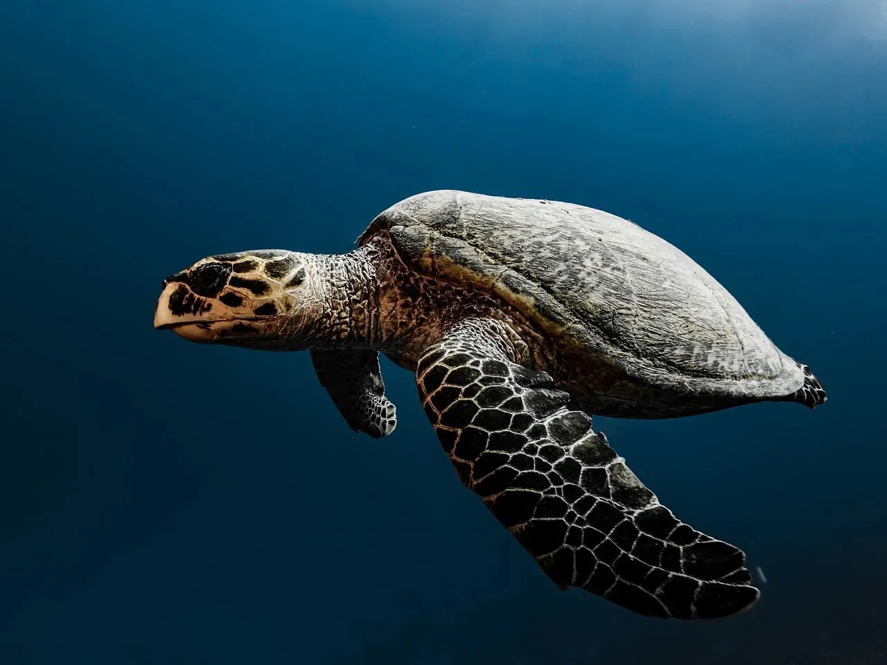 7. Turtles: Shell-Bound Survivors with a Quietly Radical Design (Image Credits: Pixabay)