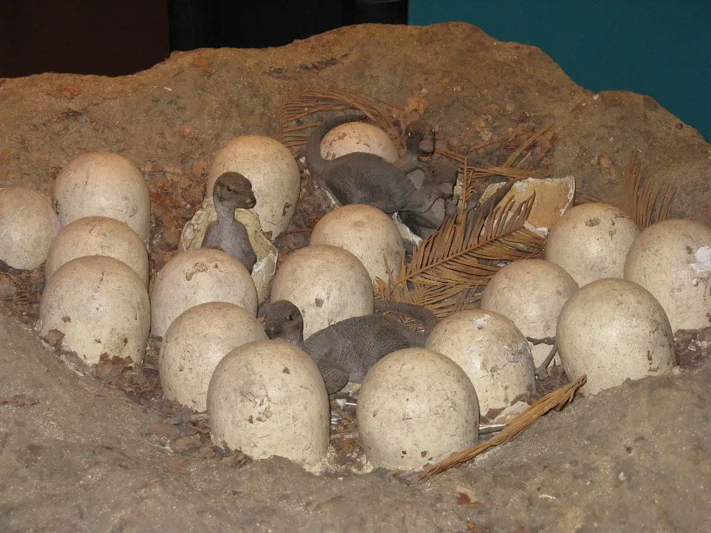 7. Some Hatchlings Were Born Completely Helpless - And Needed Mom (vic15, Flickr, CC BY 2.0)