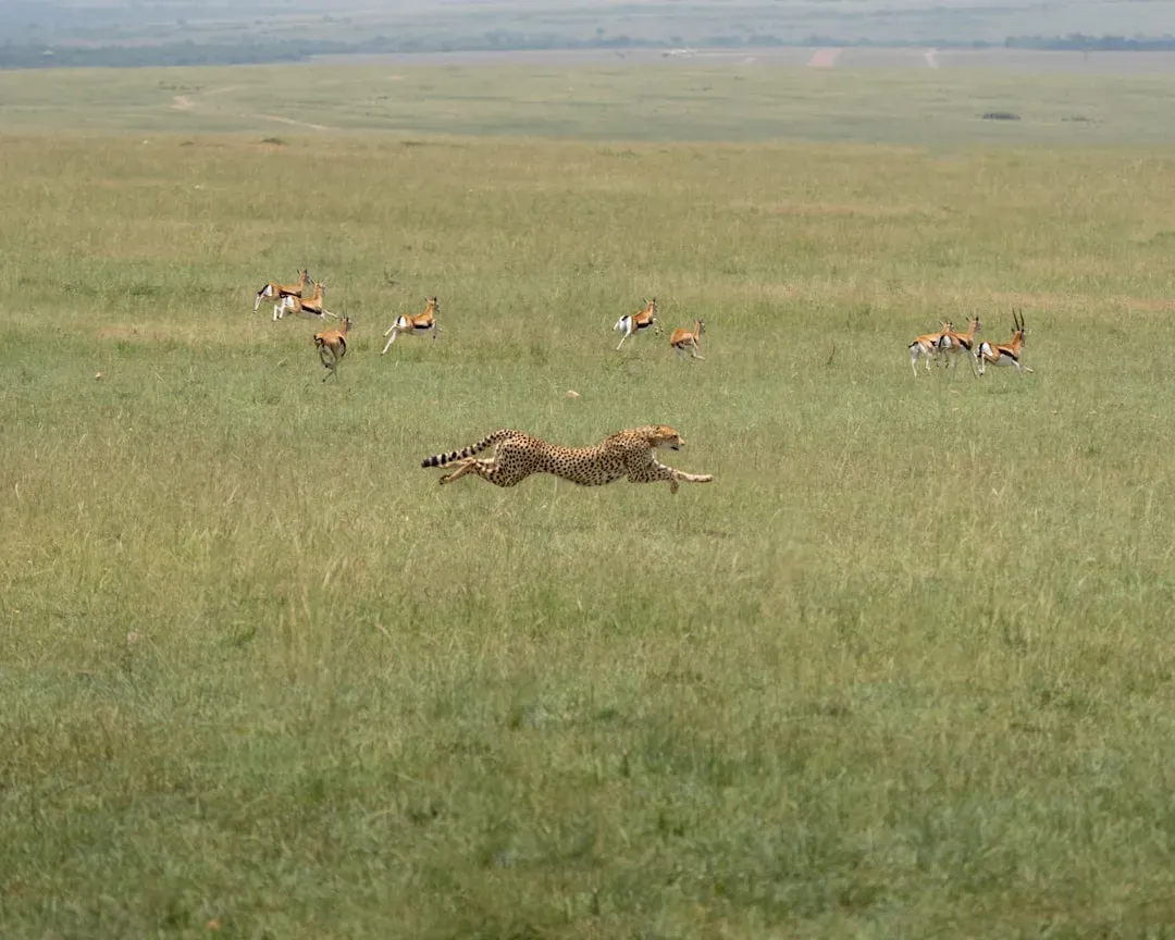 The Specialist: Cheetah Focus and High‑Performance Personality (Image Credits: Unsplash)