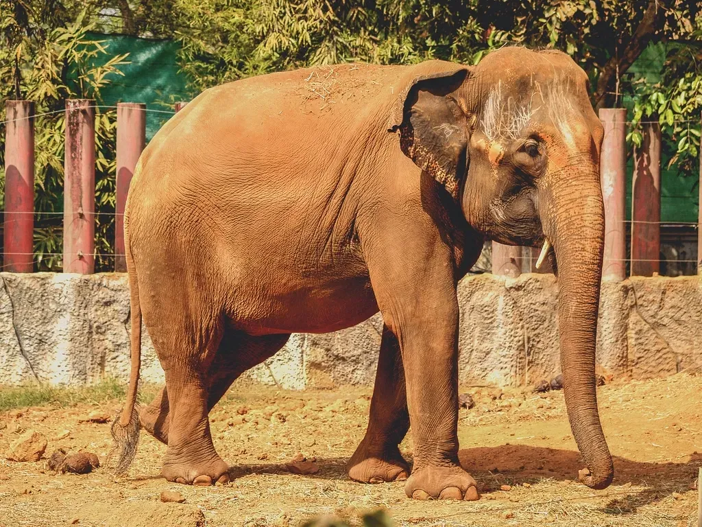#3 - One Elephant Learned to "Speak" Korean Words (Image Credits: Rawpixel)