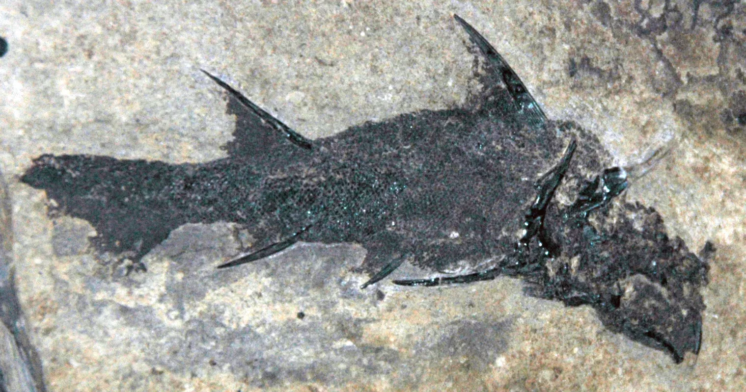 The echo of those first steps: a personal take on why this matters (Diplacanthus striatus fossil fish (Lower Devonian; Scotland), CC BY 2.0)