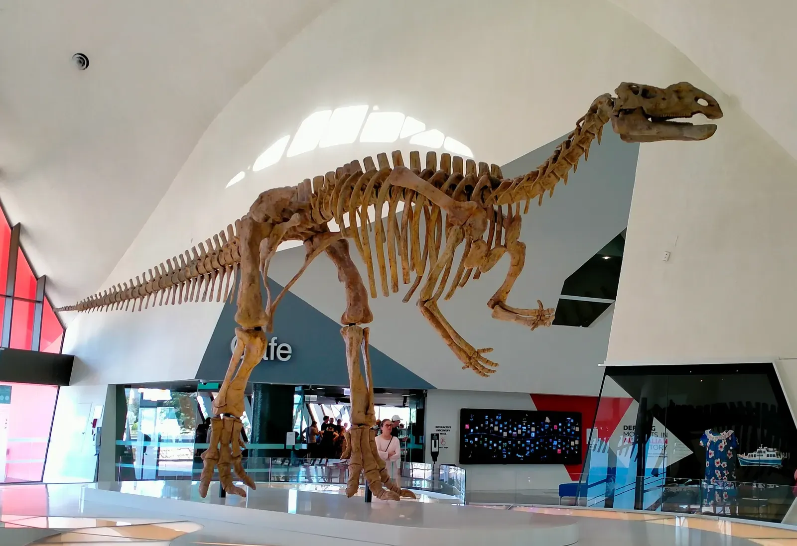 A Chance Discovery That Changed Australian Paleontology (Image Credits: Wikimedia)