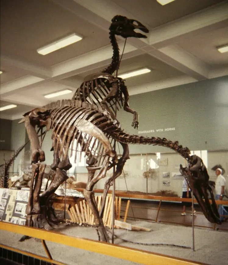 #1 - Trachodon: The Duck-Billed Dinosaur That Never Really Existed (Image Credits: Flickr)