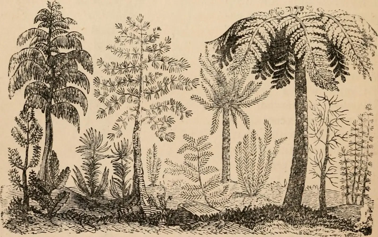 Giant Scale Trees That Weren't Really Trees At All (Image Credits: Wikimedia)