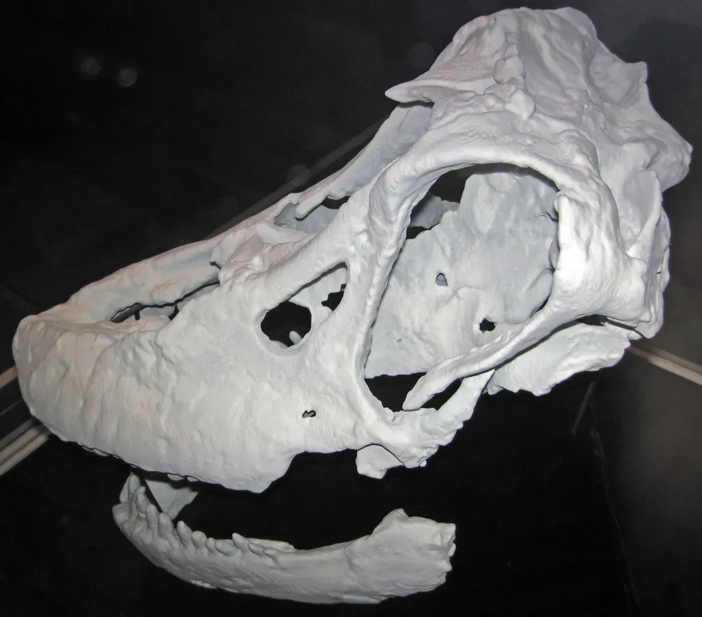 Examining Ear Structure for Sound Range (Image Credits: Flickr)