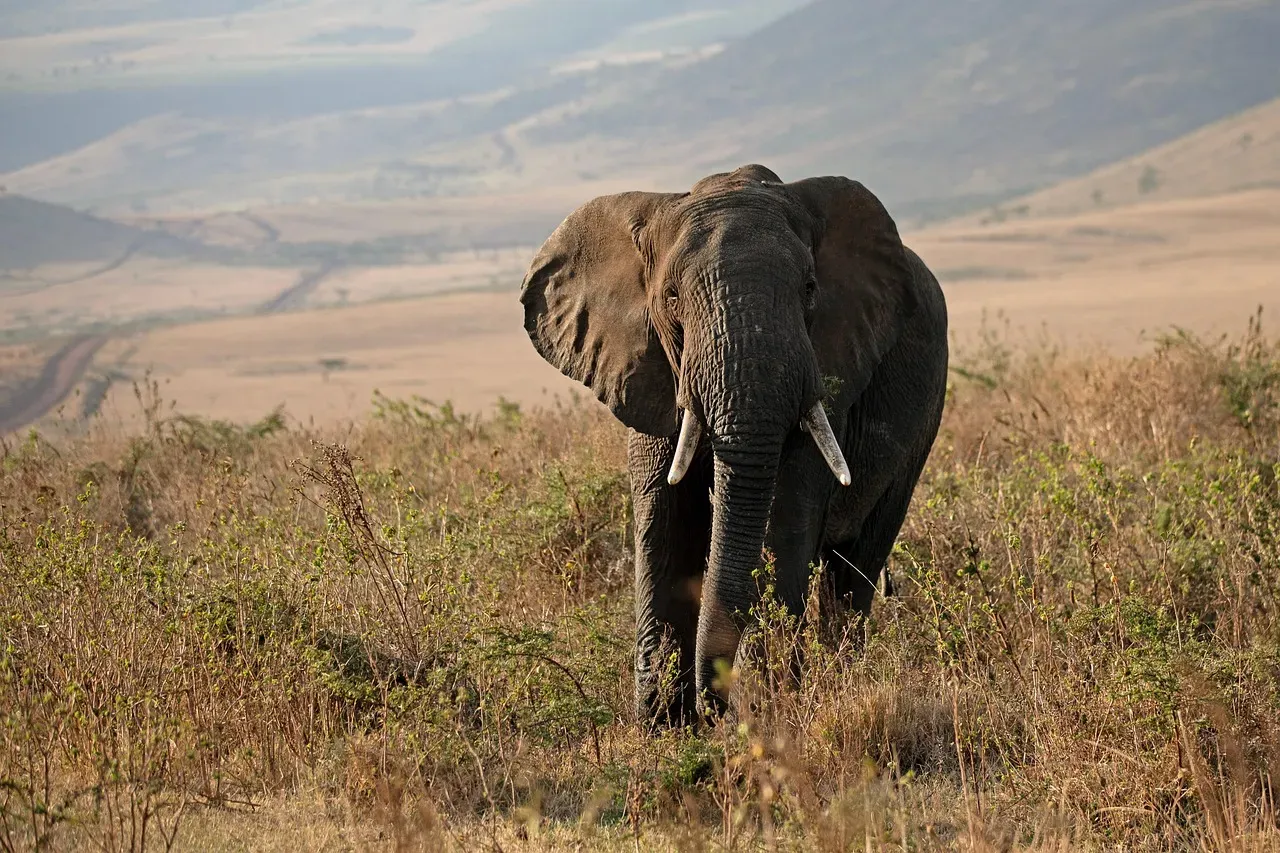 Modern Ecosystems, Missing Pieces: Why This Ancient Story Still Matters (Image Credits: Pixabay)