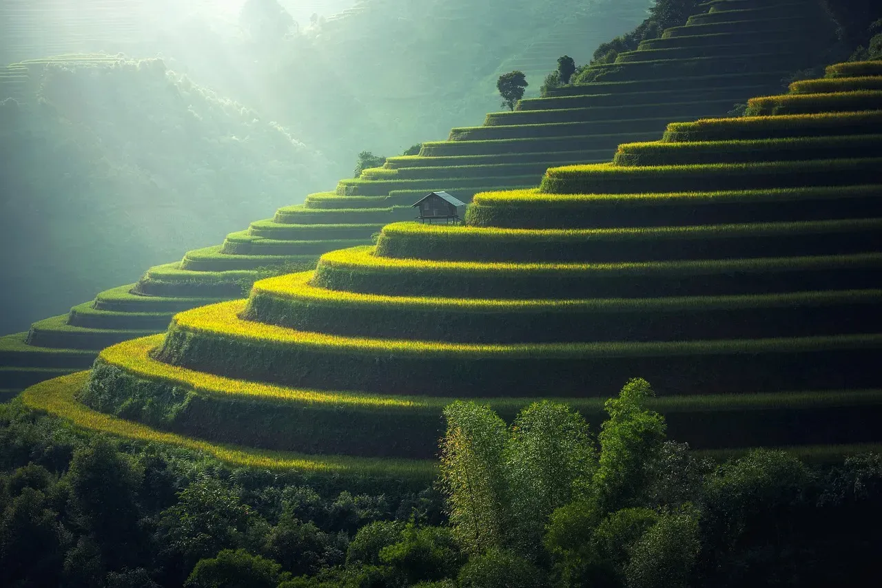 15. Earth‑Tuned, Patient, and Seasonally Rhythmic: Ancient Rice‑Farming Communities of East and Southeast Asia (Image Credits: Pixabay)