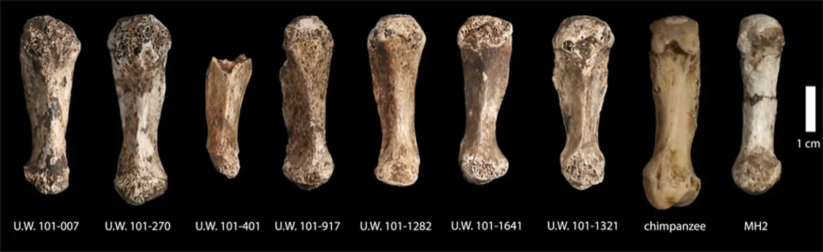 #1 - Remains Found in a Chamber Almost No Human Could Reach (By Lee Roger Berger research team, CC BY-SA 4.0)