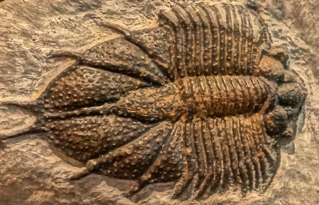 What Ancient Oceans Teach Us About the Future of Our Own (Image Credits: Flickr)