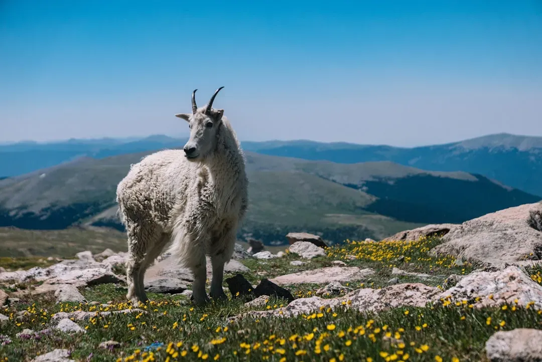 Capricorn: The Mountain Goat (Image Credits: Unsplash)