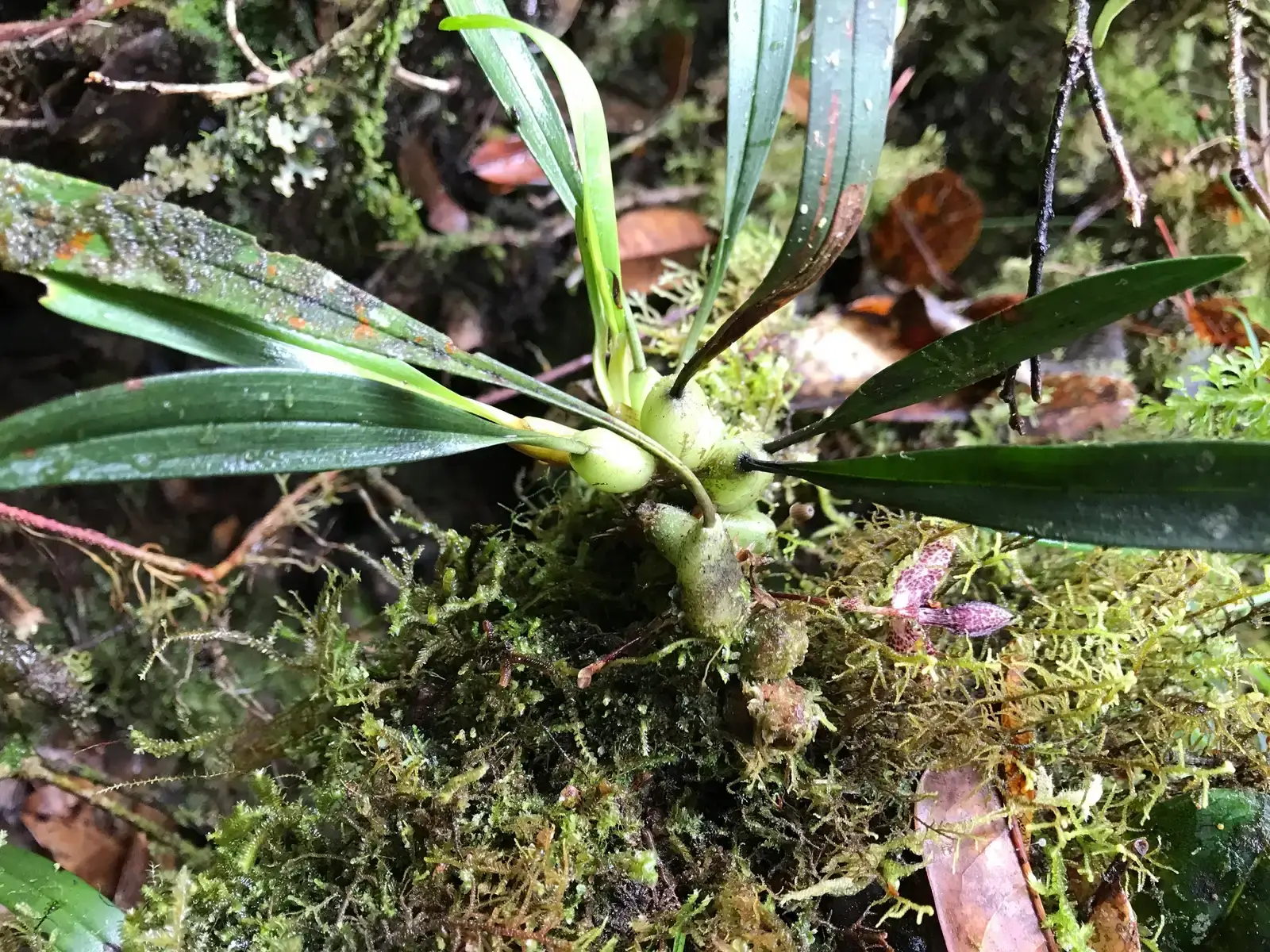 Rediscovering the "Extinct": When Tribal Knowledge Leads Scientists Home (By Ambok1, CC BY 4.0)