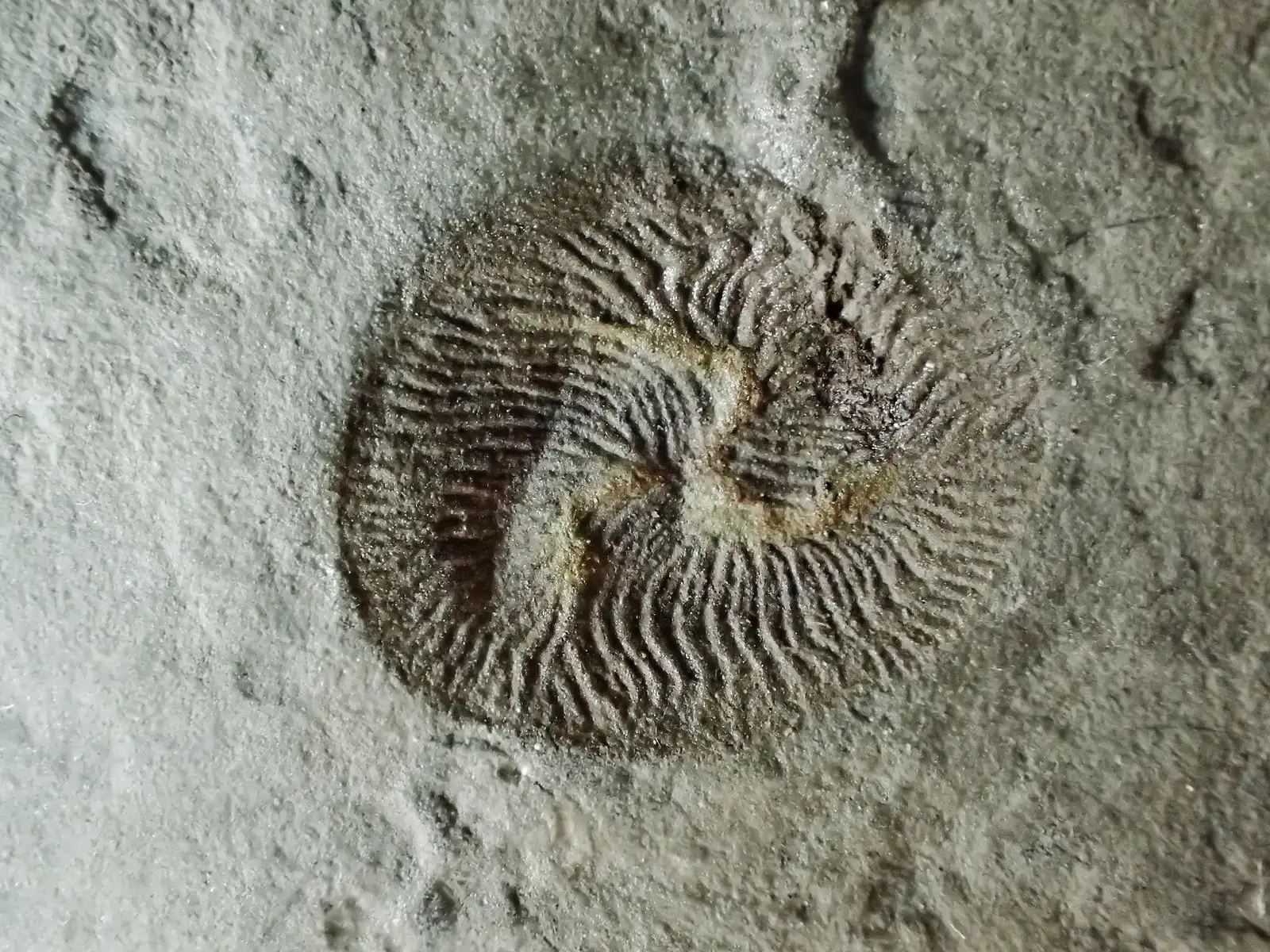 Feeding Modes and Food Webs: Not as Simple as We Thought (By Masahiro miyasaka, CC BY-SA 4.0)