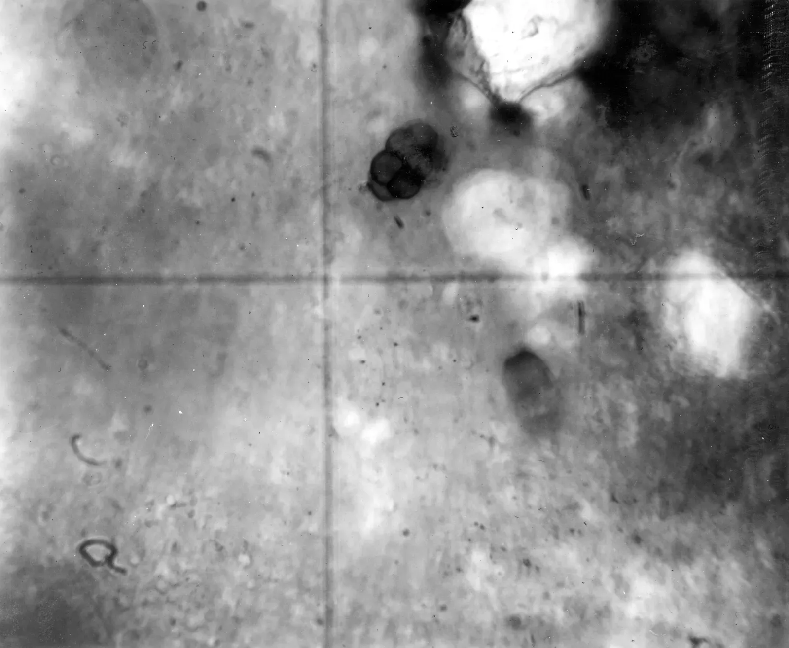 The Rise of Complex Life and the Eukaryote Record (USGS Denver Library Photographic Collection, Public domain)