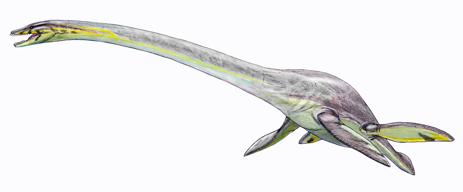 Pisces (February 19 – March 20): Elasmosaurus (By Dmitry Bogdanov, CC BY-SA 4.0)