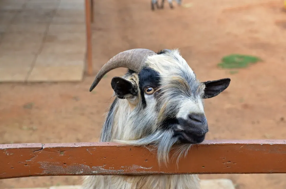 Goat: Creative Flow And Gentle Wins (Image Credits: Unsplash)