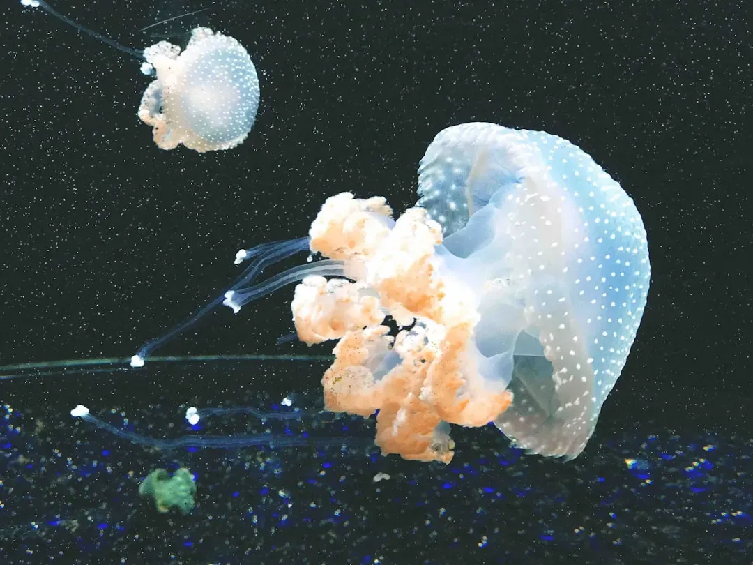 Sponges and Jellyfish: Soft‑Bodied Elders of the Animal Kingdom (Image Credits: Unsplash)
