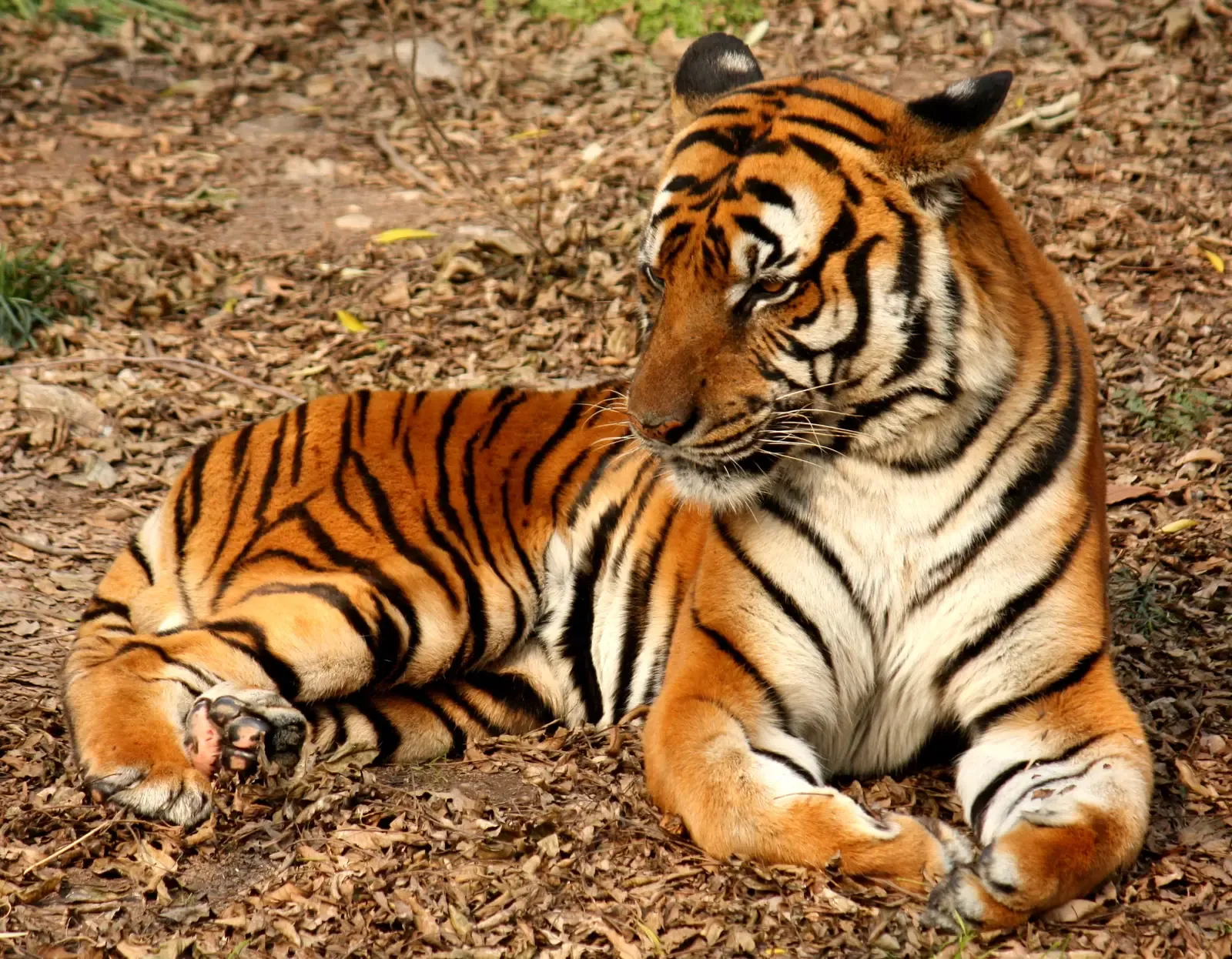 #7 - The Tiger Subspecies China Insists Might Still Be Hiding (By J. Patrick Fischer, CC BY-SA 3.0)