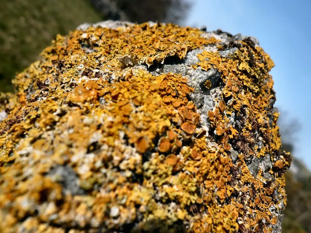 #1: Crustose Lichens – Nature’s Painted Patina (siaronj, Flickr, CC BY 2.0)