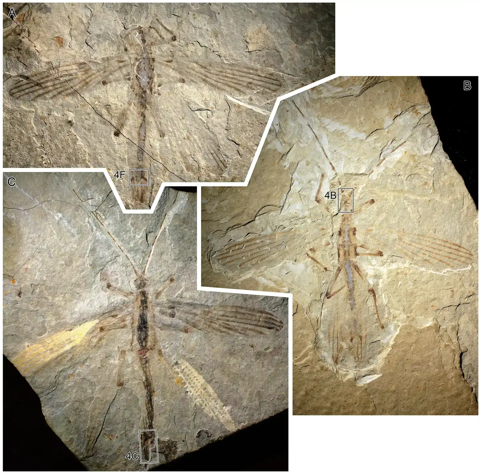 7. Cretophasmomima melanogramma: The Ancient Stick Insect Ginkgo Impersonator (Wang M, Béthoux O, Bradler S, Jacques FMB, Cui Y, et al. (2014) Under Cover at Pre-Angiosperm Times: A Cloaked Phasmatodean Insect from the Early Cretaceous Jehol Biota. PLoS ONE 9(3): e91290. doi:10.1371/journal.pone.0091290, CC BY 2.5)