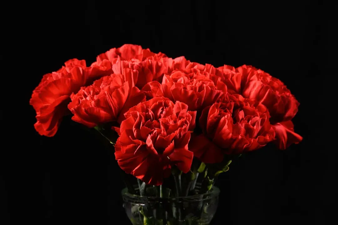 January: The Resilient Carnation and the Hopeful Snowdrop (Image Credits: Unsplash)