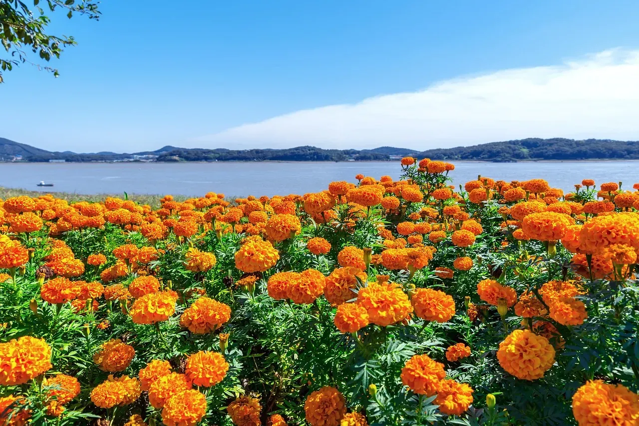 October: The Vibrant Marigold and the Harmonious Cosmos (Image Credits: Pixabay)