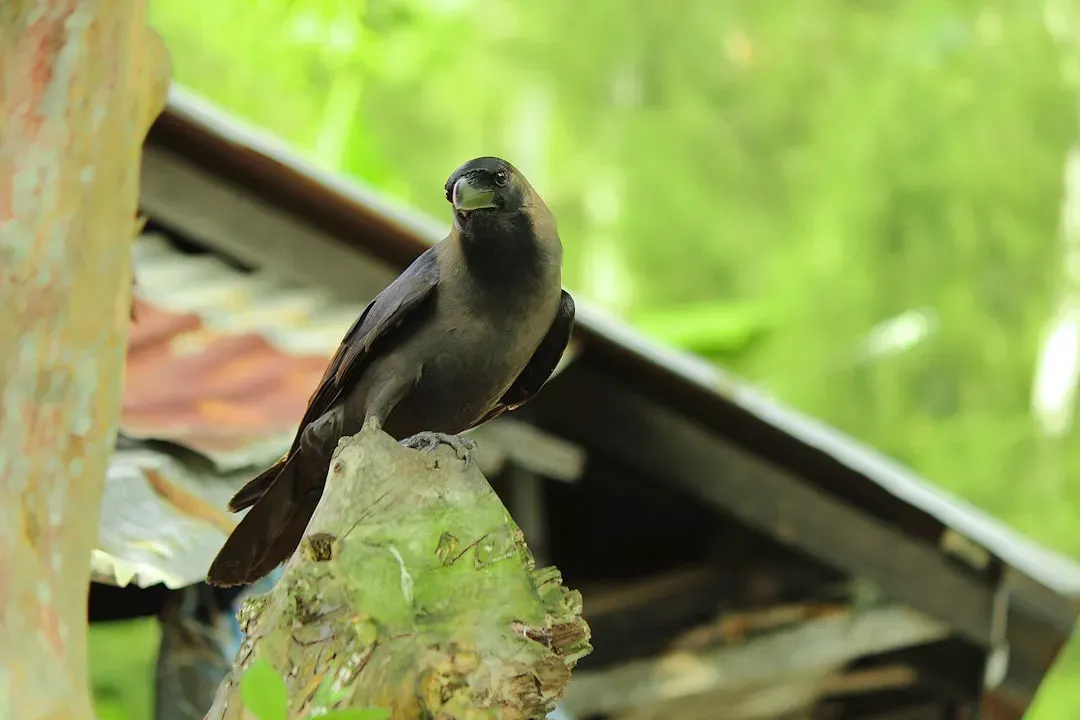 Aquarius: The Crow (Image Credits: Unsplash)