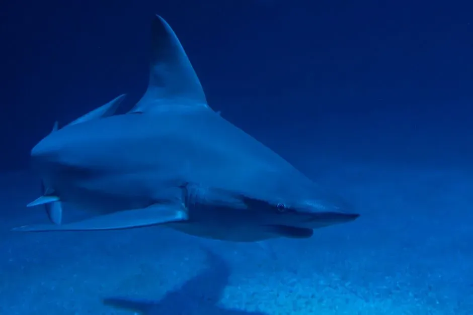 10. Whether sharks actually sleep, and what that looks like (Image Credits: Pexels)