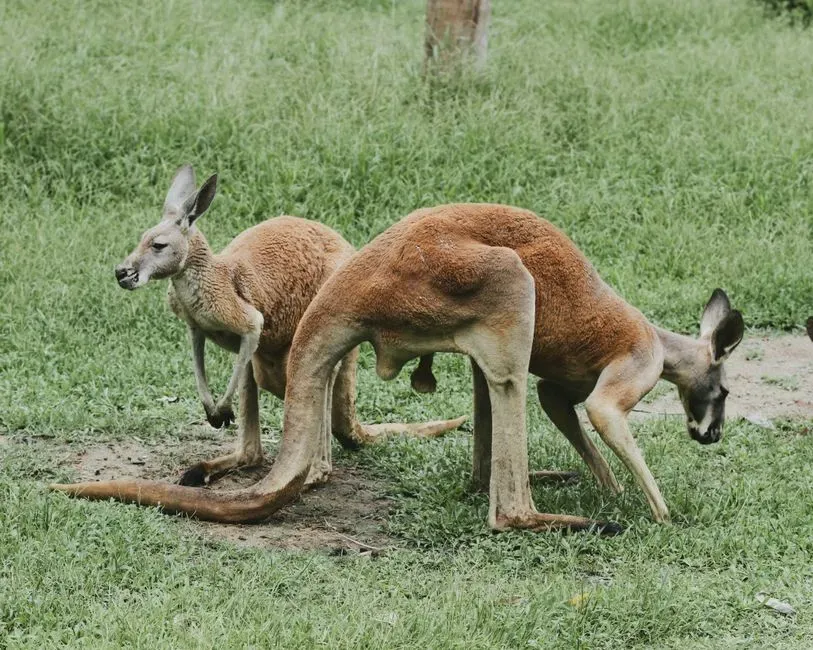 Marsupials: Southern Survivors Facing Bulldozers and Cats (Image Credits: Pexels)