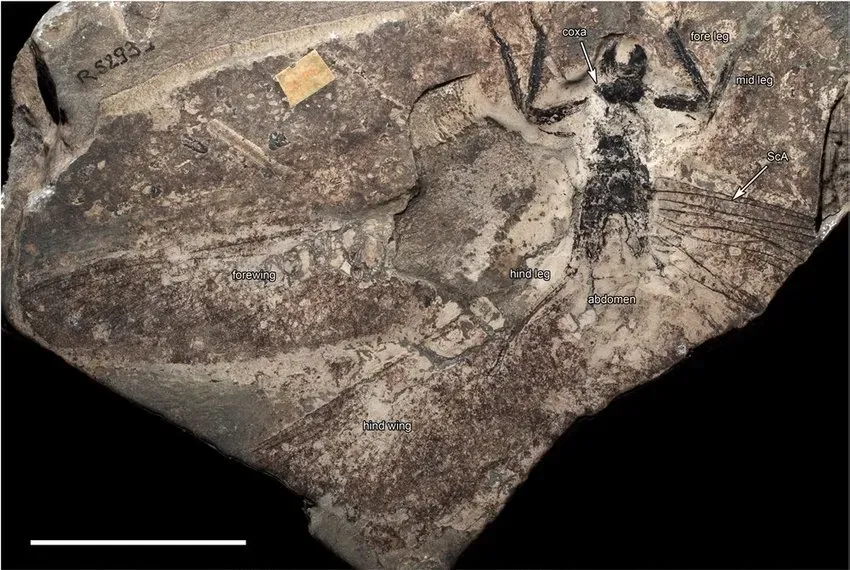 What These Ancient Giants Reveal About Earth’s Changing Atmosphere (By Andre Nel, Jakub Prokop, Martina Pecharová, Romain GARROUSTE, CC BY 4.0)