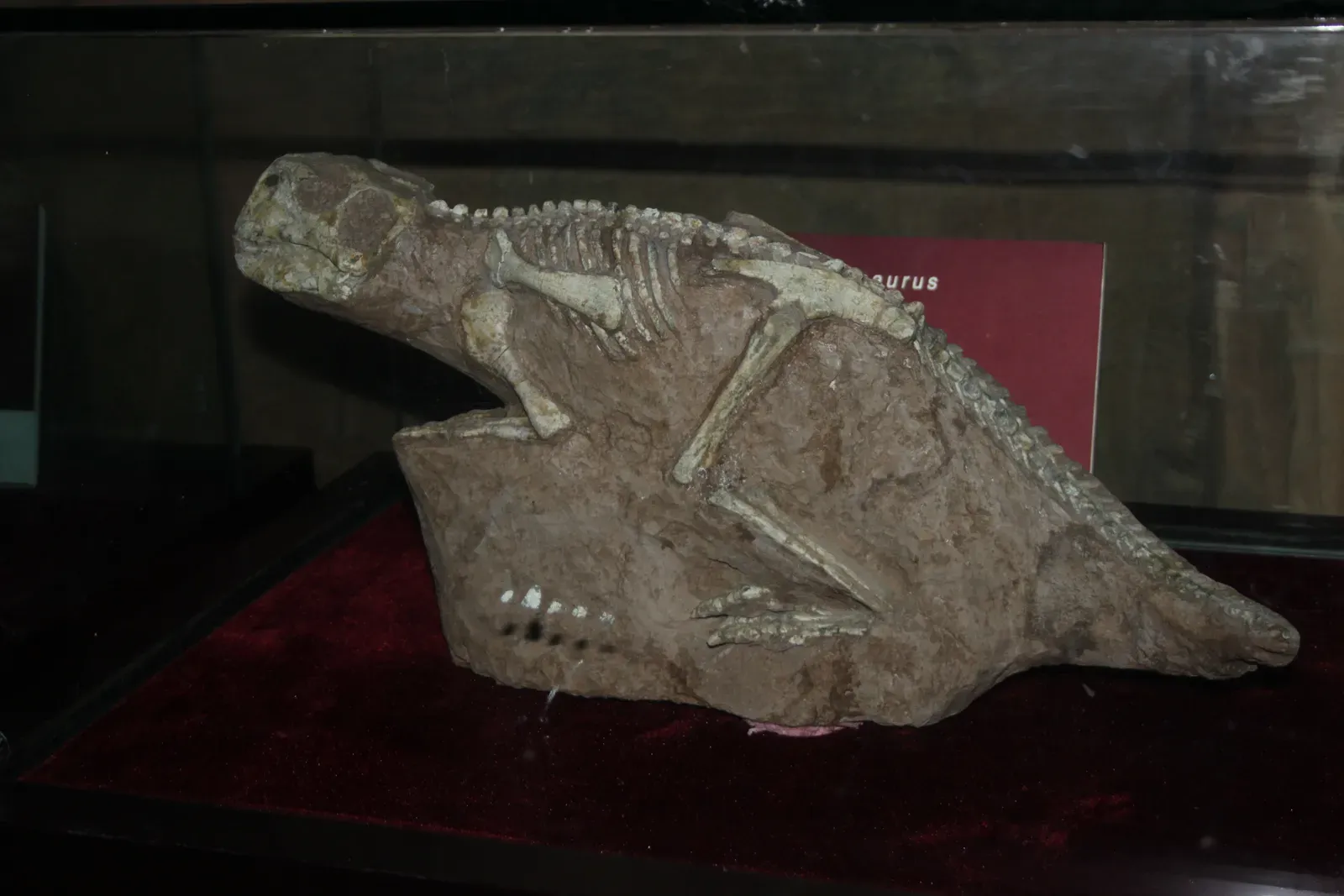 From Duck‑Bills To Horned Giants: Who Lived Here? (By Gary Todd, CC0)