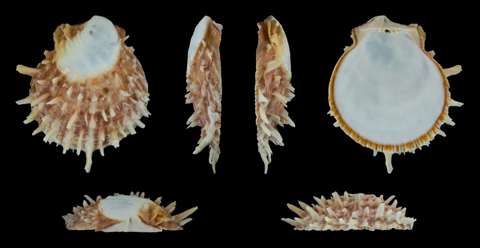 4. Spondylus: the purple shell that behaved like money (By H. Zell, CC BY-SA 3.0)