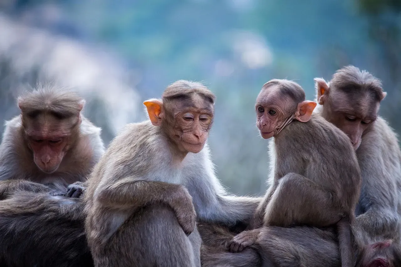 What Primates Can Teach Us: Monkeys, Apes, and the “Snake Detection” Brain (Image Credits: Pixabay)