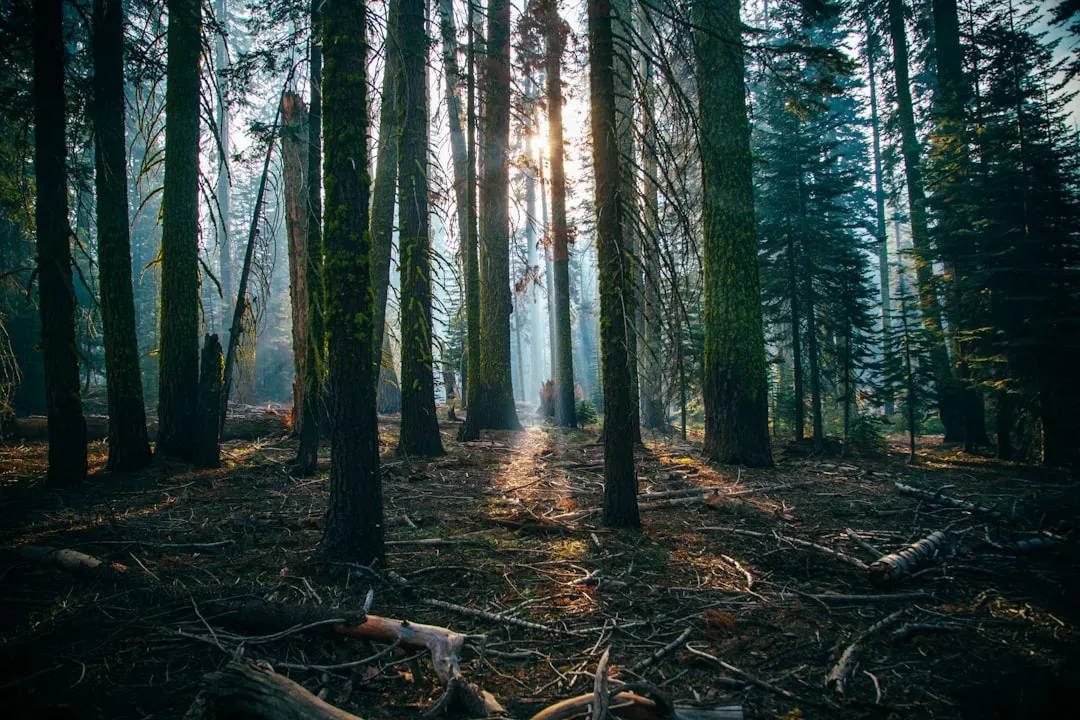Fragmented Islands: Why Tiny Old “Patches” Are Not Enough (Image Credits: Unsplash)