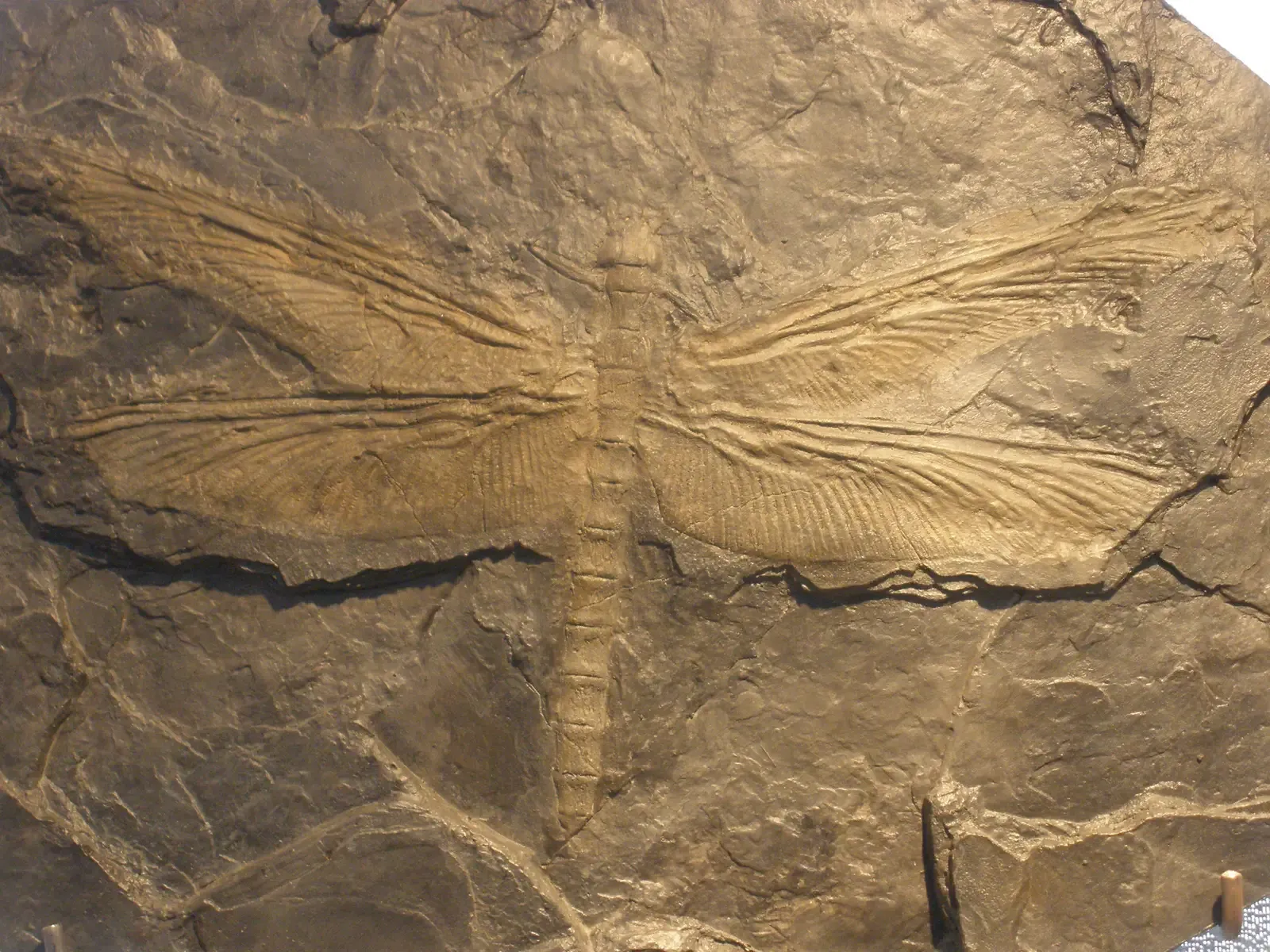 A personal take: rethinking what “monstrous” really means (By Ghedoghedo, CC BY-SA 3.0)