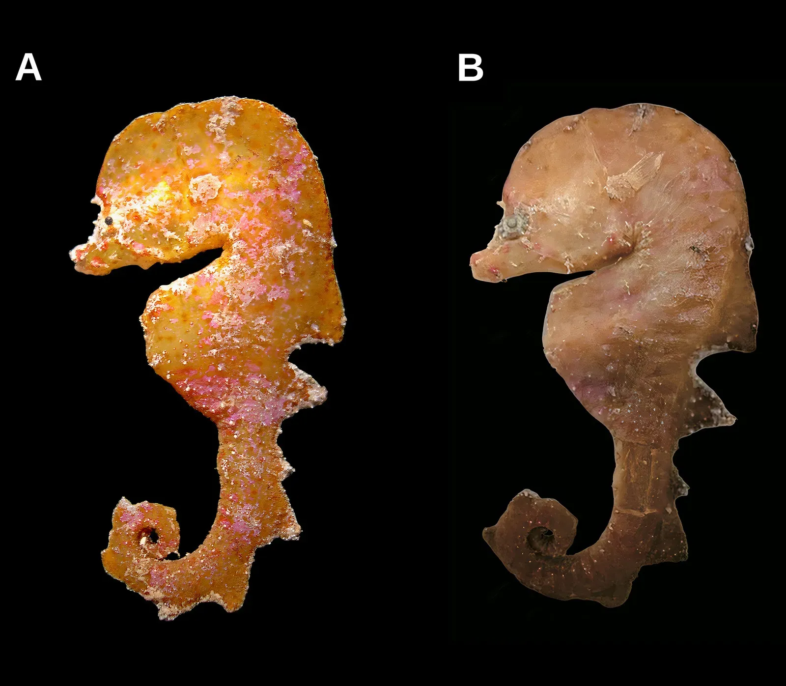 #15 - The Seahorse Named After a Minotaur (Short, G., Foster, R., Gomon, M., Bassham, S., Small, C., Hamilton, H., DuToit, A., Biggs, C., Harasti, D., Parkinson, K., & Hay, A. (2026). Australyichthys gen. nov. (Teleostei, Syngnathidae), a lost mesophotic lineage from southern Australia, with description of A. aegis sp. nov. and reclassification of Hippocampus minotaur and H. paradoxus. Journal of Lost Species. https://doi.org/10.66264/y1ffbcwb, CC BY 4.0)