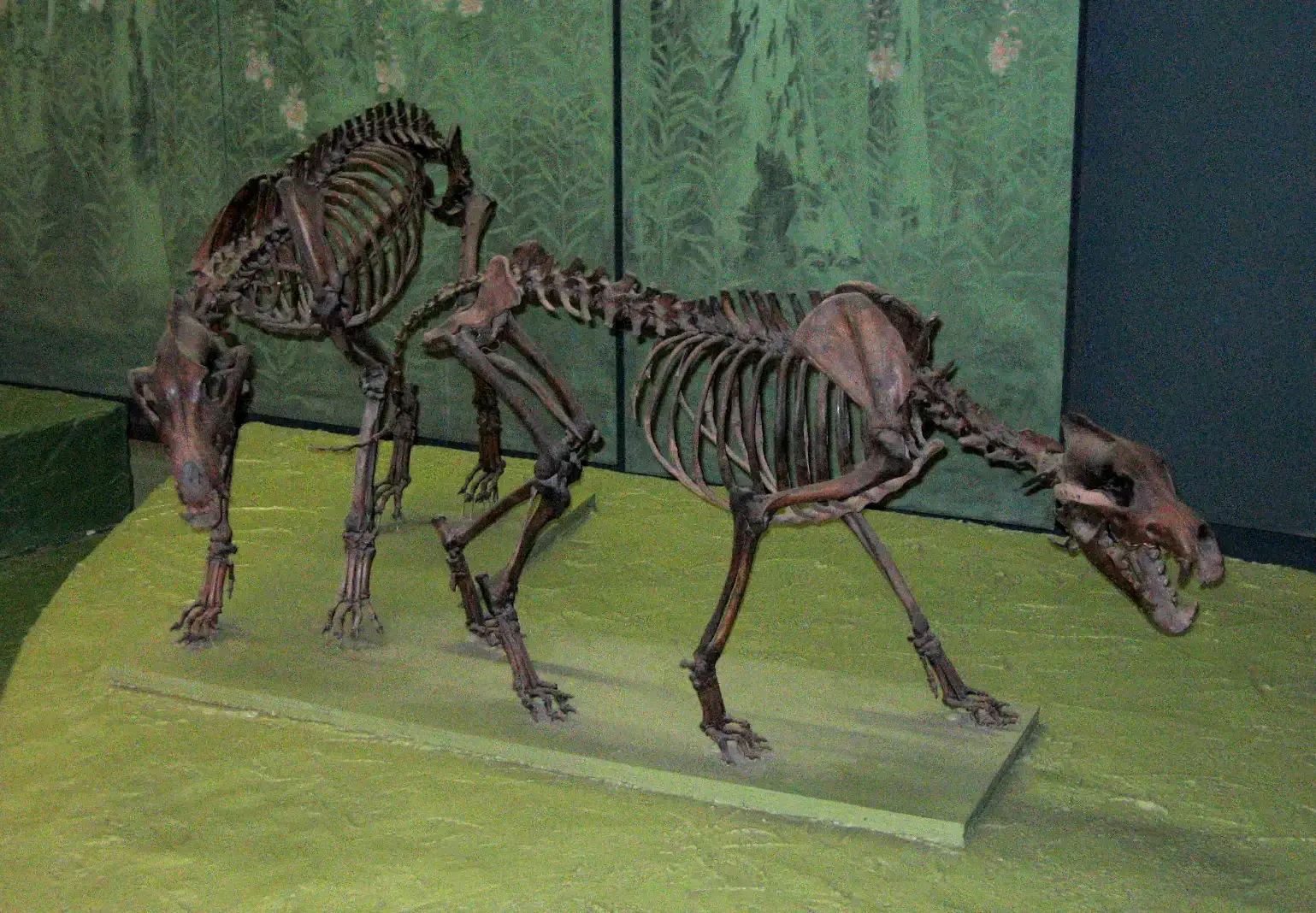 Ruling America's Ice Age Grasslands (Digital photo taken by User:Postdlf, CC BY-SA 3.0)