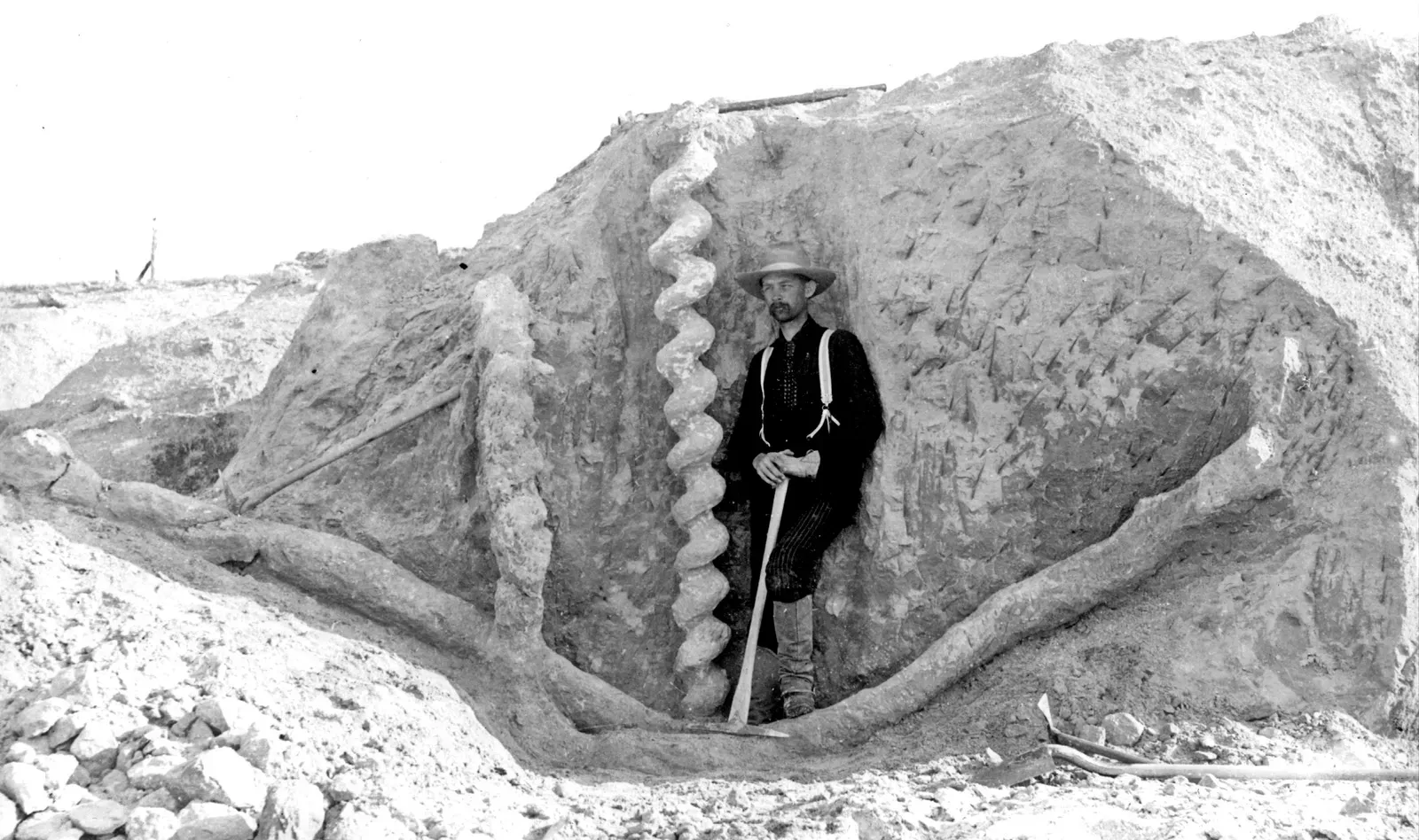 Faint Traces: Tracks, Burrows, and Chemical Fingerprints (Daemonelix burrows (Harrison Formation, Middle Miocene; Agate Fossil Beds National Monument, northwestern Nebraska, USA), CC BY 2.0)