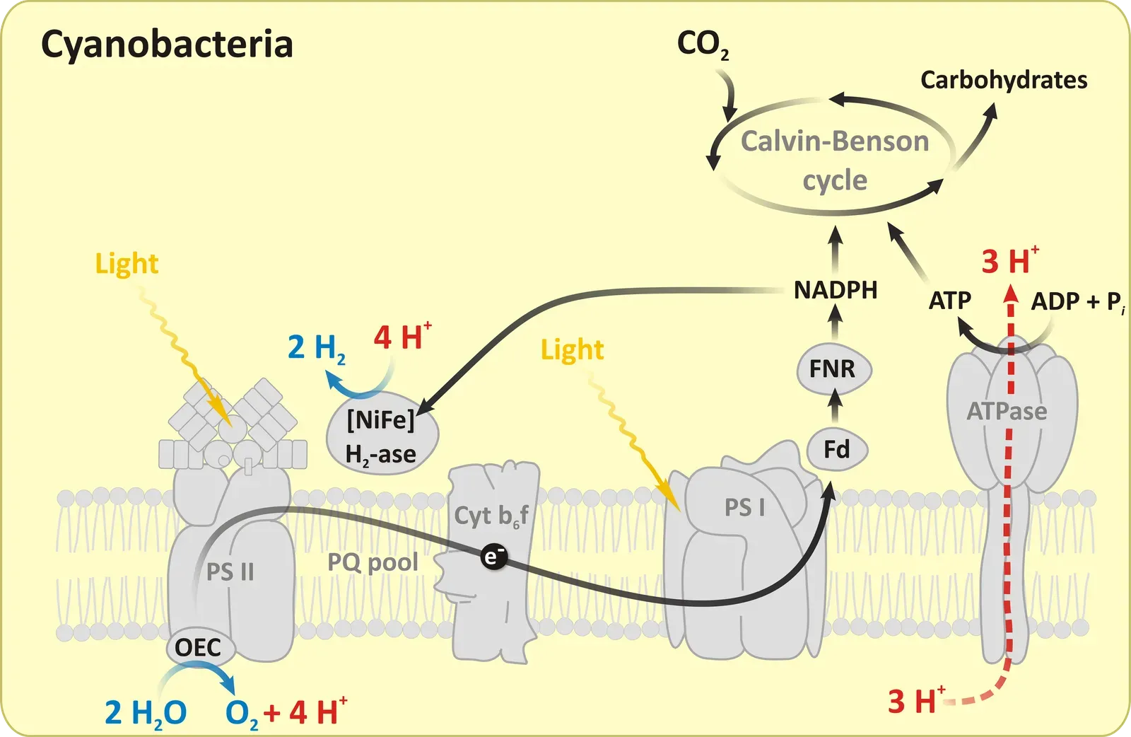 The Great Oxygenation Event Changed Everything (Image Credits: Wikimedia)