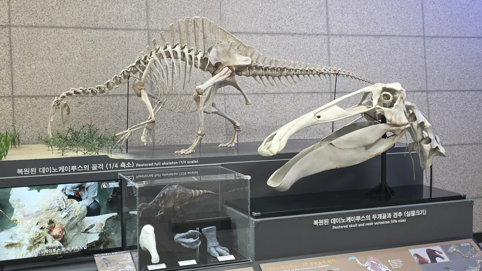 #16 - Deinocheirus: Fifty Years of Nightmare Arms and Nothing Else (By Palaeotaku, CC BY-SA 4.0)