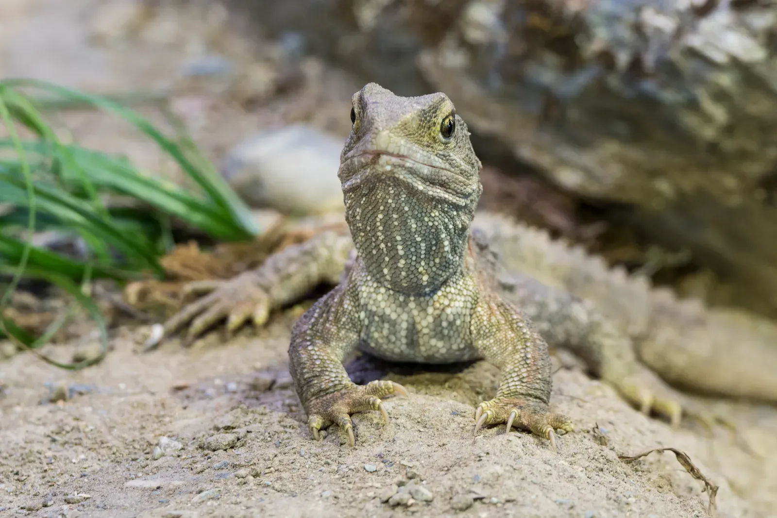 The Tuatara: New Zealand's Ancient Survivor (Image Credits: Wikimedia)