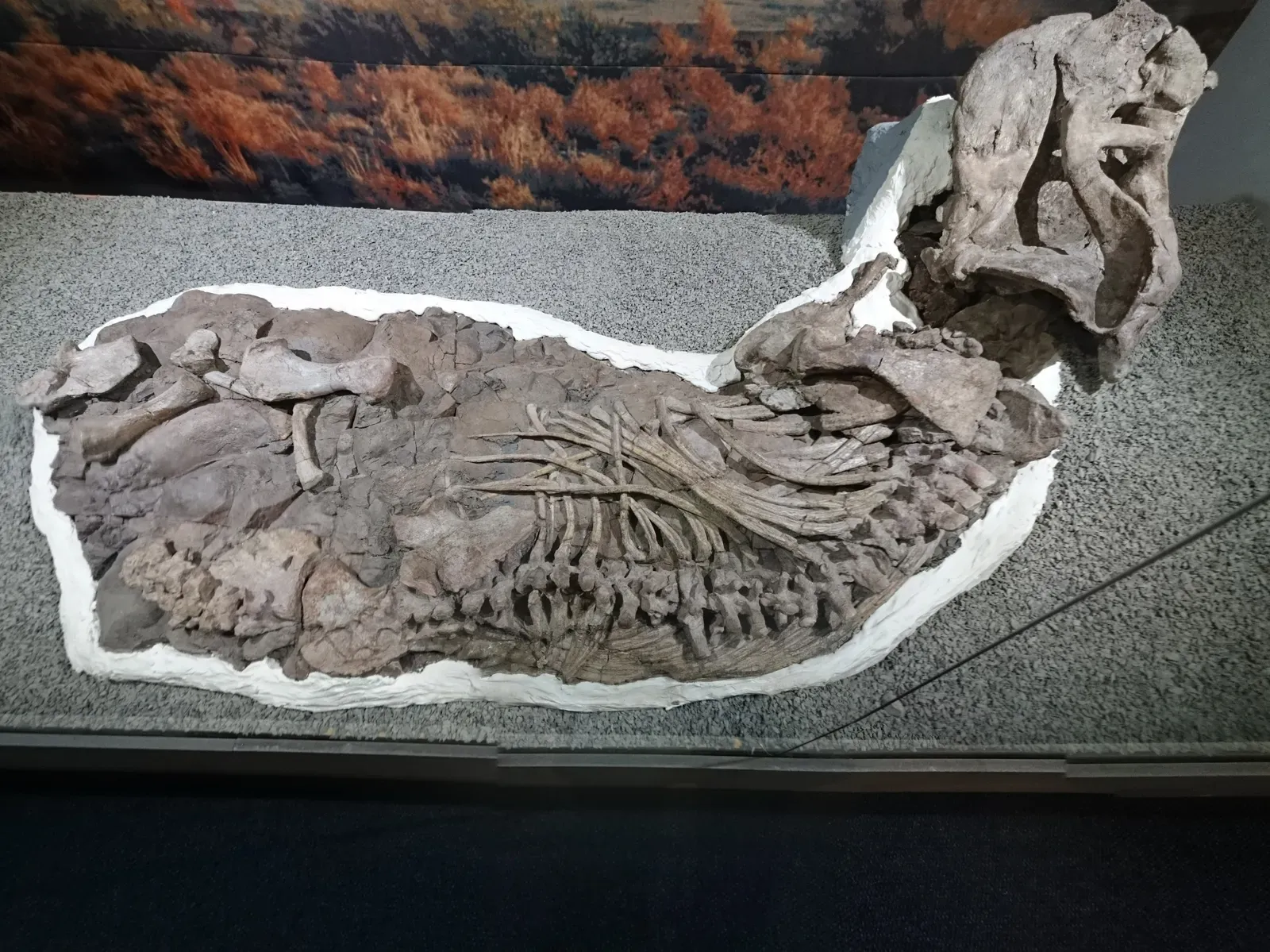 9. Fossilized Hair Reveals Surprising Details About Ancient Mammal Biology (Image Credits: Wikimedia)