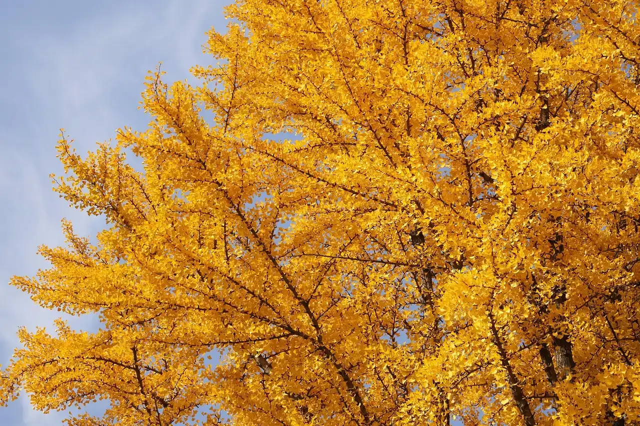 Ginkgo (Maidenhair Tree): The Dinosaur-Era “Living Fossil” (Image Credits: Pixabay)